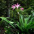Crinum 'Mystery', Jay Yourch Crinum 'Mystery', Jay Yourch