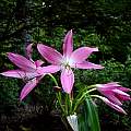 Crinum 'Mystery' umbel, Jay Yourch