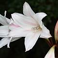 Crinum &#039;9 Stripes&#039;flower, Alani Davis [Shift+click to enlarge, Click to go to wiki entry]