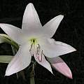 Closeup of Crinum &#039;Old Maid&#039;, Alani Davis [Shift+click to enlarge, Click to go to wiki entry]