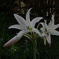 Crinum 'Old Maid' umbel, Alani Davis Crinum 'Old Maid' umbel, Alani Davis