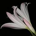 Profile of Crinum 'Old Maid', Alani Davis Profile of Crinum 'Old Maid', Alani Davis