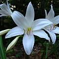 Closeup of Crinum &#039;Ollene&#039;, Jay Yourch [Shift+click to enlarge, Click to go to wiki entry]