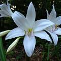 Closeup of Crinum 'Ollene', Jay Yourch [Shift+click to enlarge, Click to go to wiki entry]