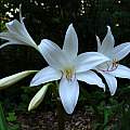 Crinum 'Ollene' umbel, Jay Yourch Crinum 'Ollene' umbel, Jay Yourch