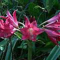 Crinum 'This is Outrageous' umbel. Photo by Alani Davis