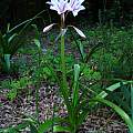 Crinum 'P.F. Reasoner', Jay Yourch Crinum 'P.F. Reasoner', Jay Yourch