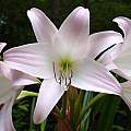 Closeup of Crinum 'Patricia Hardy'. Photo taken June 2007 by Jay Yourch.