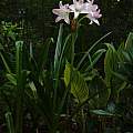 Crinum 'Patricia Hardy', photo taken June 2007, Jay Yourch