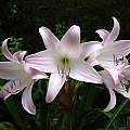 Crinum 'Patricia Hardy' umbel, photo taken June 2007, Jay Yourch Crinum 'Patricia Hardy' umbel, photo taken June 2007, Jay Yourch