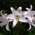 Crinum 'Patricia Hardy' umbel, photo taken June 2007, Jay Yourch