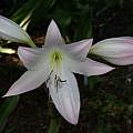 Closeup of Crinum &#039;Patricia Hardy&#039;, photo taken May 2007, Alani Davis [Shift+click to enlarge, Click to go to wiki entry]