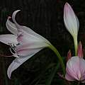 Closeup of Crinum 'Patricia Hardy', photo taken May 2007, Alani Davis Closeup of Crinum 'Patricia Hardy', photo taken May 2007, Alani Davis
