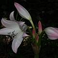 Closeup of Crinum 'Patricia Hardy', photo taken May 2007, Alani Davis Closeup of Crinum 'Patricia Hardy', photo taken May 2007, Alani Davis