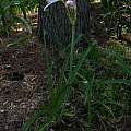 Crinum 'Patricia Hardy', photo taken May 2007, Alani Davis Crinum 'Patricia Hardy', photo taken May 2007, Alani Davis