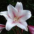 Closeup of Crinum 'Pat's Herbertia', Jay Yourch [Shift+click to enlarge, Click to go to wiki entry]