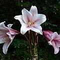 Crinum 'Pat's Herbertia' umbel, Jay Yourch Crinum 'Pat's Herbertia' umbel, Jay Yourch