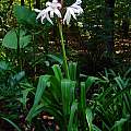 Crinum 'Peachblow', July 2009, Jay Yourch Crinum 'Peachblow', July 2009, Jay Yourch