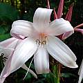 Crinum 'Peachblow' flower, July 2009, Jay Yourch Crinum 'Peachblow' flower, July 2009, Jay Yourch
