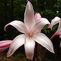 Crinum 'Peachblow' flower, May 2007, Jay Yourch
