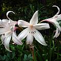 Crinum 'Peachblow' umbel, July 2009, Jay Yourch