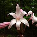 Crinum 'Peachblow' umbel, May 2007, Jay Yourch