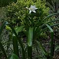 Crinum 'Peachy Keen', Alani Davis Crinum 'Peachy Keen', Alani Davis