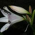 Crinum 'Peachy Keen' profile, Alani Davis Crinum 'Peachy Keen' profile, Alani Davis