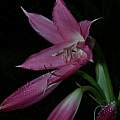 Closeup of Crinum 'Peculiar Pink', Alani Davis [Shift+click to enlarge, Click to go to wiki entry]