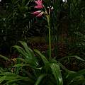 Crinum 'Peculiar Pink', Alani Davis Crinum 'Peculiar Pink', Alani Davis