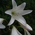 Flowers of Crinum &#039;Peyton Place&#039;, Alani Davis [Shift+click to enlarge, Click to go to wiki entry]
