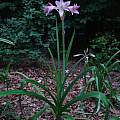 Crinum 'Pink Flamingo' blooming plant, Jay Yourch