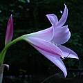 Profile of Crinum 'Pink Flamingo', Jay Yourch