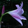 Profile of Crinum 'Pink Flamingo', Jay Yourch Profile of Crinum 'Pink Flamingo', Jay Yourch