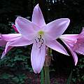 Crinum 'Pink Flamingo' umbel, Jay Yourch Crinum 'Pink Flamingo' umbel, Jay Yourch