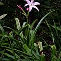 Crinum 'Pink Mystery' blooming plant, Jay Yourch