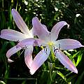 Crinum &#039;Pink Mystery&#039; umbel, Jay Yourch [Shift+click to enlarge, Click to go to wiki entry]