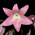 Closeup of Crinum &#039;Pink Trumpet&#039;, Alani Davis [Shift+click to enlarge, Click to go to wiki entry]