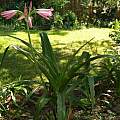 Crinum 'Pink Trumpet' blooming plant, Alani Davis Crinum 'Pink Trumpet' blooming plant, Alani Davis