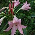 Crinum 'Pink Trumpet' umbel, Alani Davis Crinum 'Pink Trumpet' umbel, Alani Davis