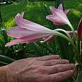 Crinum 'Pink Trumpet' flower profile & scale, Alani Davis Crinum 'Pink Trumpet' flower profile & scale, Alani Davis