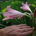 Crinum 'Pink Trumpet' flower profile & scale, Alani Davis