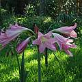 Crinum 'Pink Trumpet' umbel, Alani Davis Crinum 'Pink Trumpet' umbel, Alani Davis