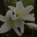 Flowers of Crinum &#039;Princess Elizabeth&#039;, Alani Davis [Shift+click to enlarge, Click to go to wiki entry]