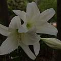 Flowers of Crinum 'Princess Elizabeth', Alani Davis [Shift+click to enlarge, Click to go to wiki entry]