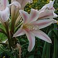 Crinum 'Regina's Disco Lounge', Alani Davis [Shift+click to enlarge, Click to go to wiki entry]