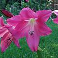 Closeup of Crinum 'Rose Parade', Alani Davis Closeup of Crinum 'Rose Parade', Alani Davis