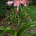 Crinum 'Glory' blooming plant, Alani Davis Crinum 'Glory' blooming plant, Alani Davis