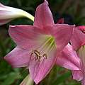Closeup of Crinum 'Glory', Alani Davis [Shift+click to enlarge, Click to go to wiki entry]