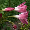 Crinum 'Glory' profile, Alani Davis Crinum 'Glory' profile, Alani Davis